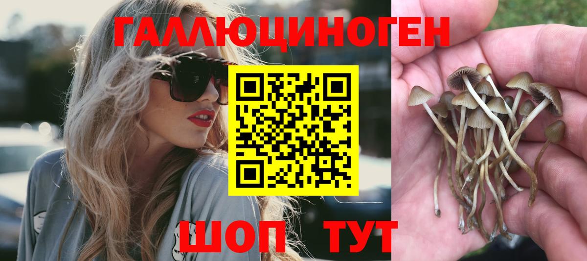 Кашира  Псилоцибиновые грибы прущие грибы  Вход с VPN  Галлюциногенные грибы Cubensis 